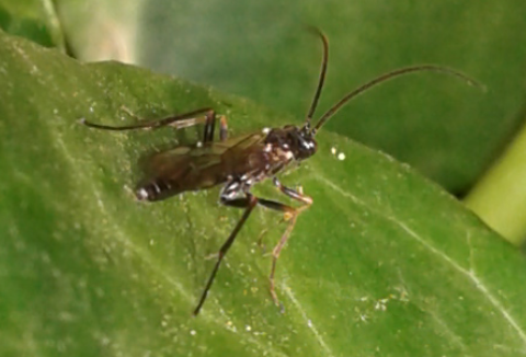 Ichneumonidae?